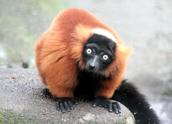 動物図鑑・アカエリマキキツネザル